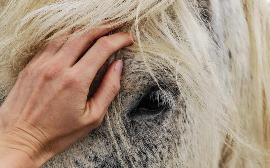 Therapie met paarden even goed als ‘gewone’ psycholoog