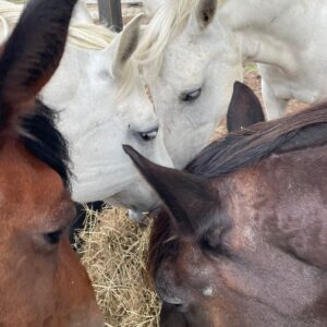 Paardencoaching in groepsverband (3u) - min. 4 pers